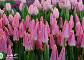 Tulipa Neper ® (2)